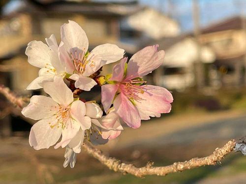 桜に毛虫がつく原因と対策 発生する時期や種類 おすすめの駆除方法は Greensnap グリーンスナップ