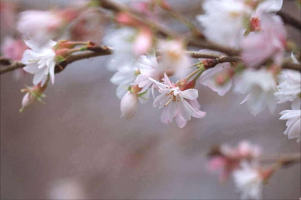 桜に毛虫がつく原因と対策 発生する時期や種類 おすすめの駆除方法は Greensnap グリーンスナップ