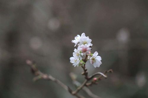 桜に毛虫がつく原因と対策 発生する時期や種類 おすすめの駆除方法は Greensnap グリーンスナップ