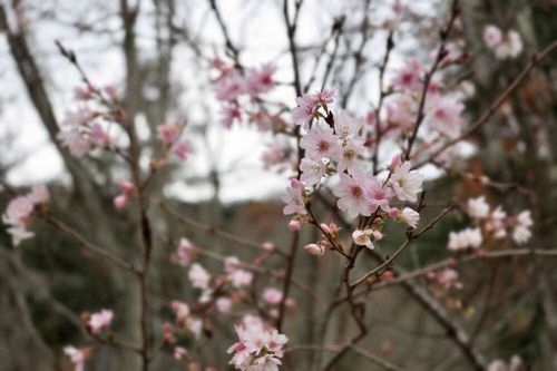 桜に毛虫がつく原因と対策 発生する時期や種類 おすすめの駆除方法は Greensnap グリーンスナップ