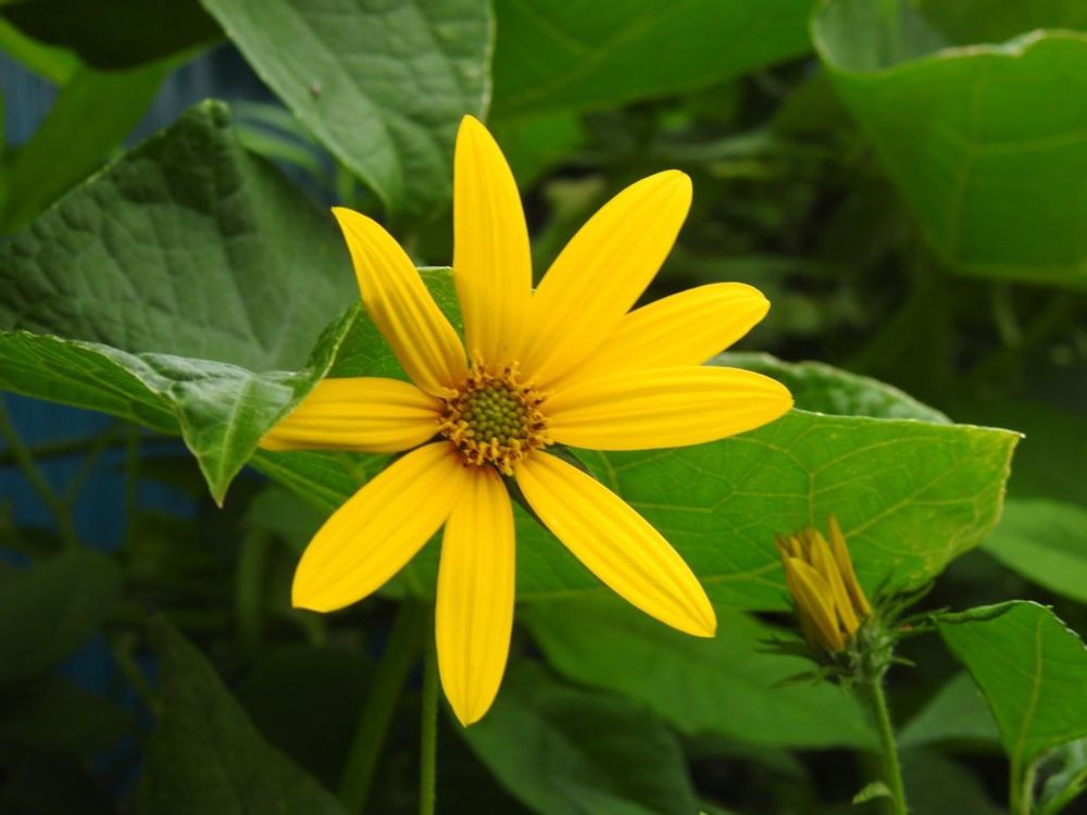 菊芋