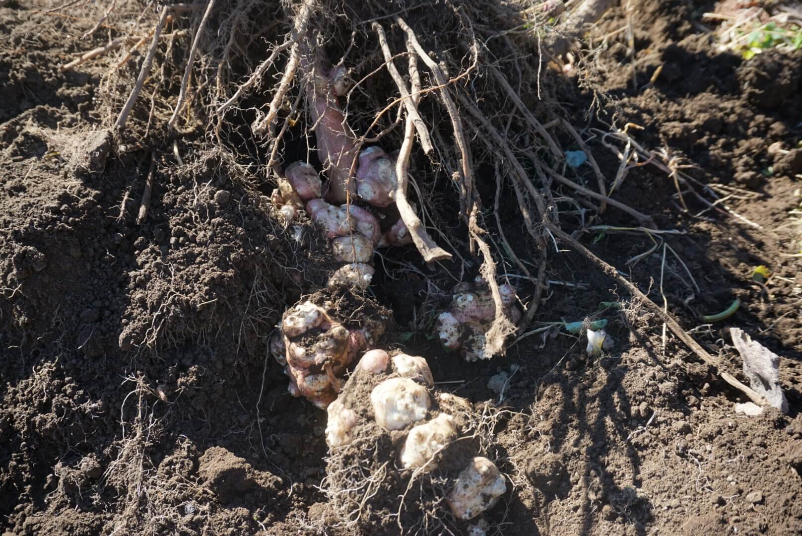 菊芋 キクイモ の育て方 栽培 収穫時期や保存方法は どんな栄養がある Greensnap グリーンスナップ