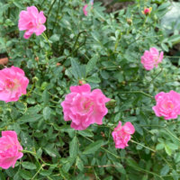 ミニバラの育て方｜植え替えの時期やコツは？地植えと鉢植えそれぞれの方法は？の画像