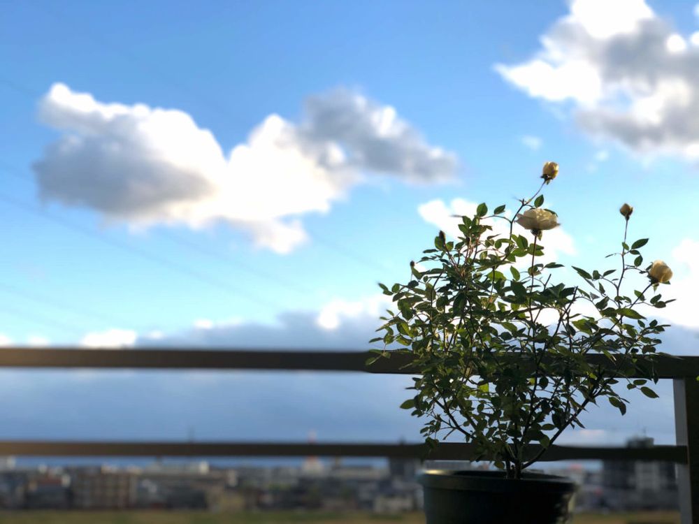 ミニバラ　鉢植え　青空