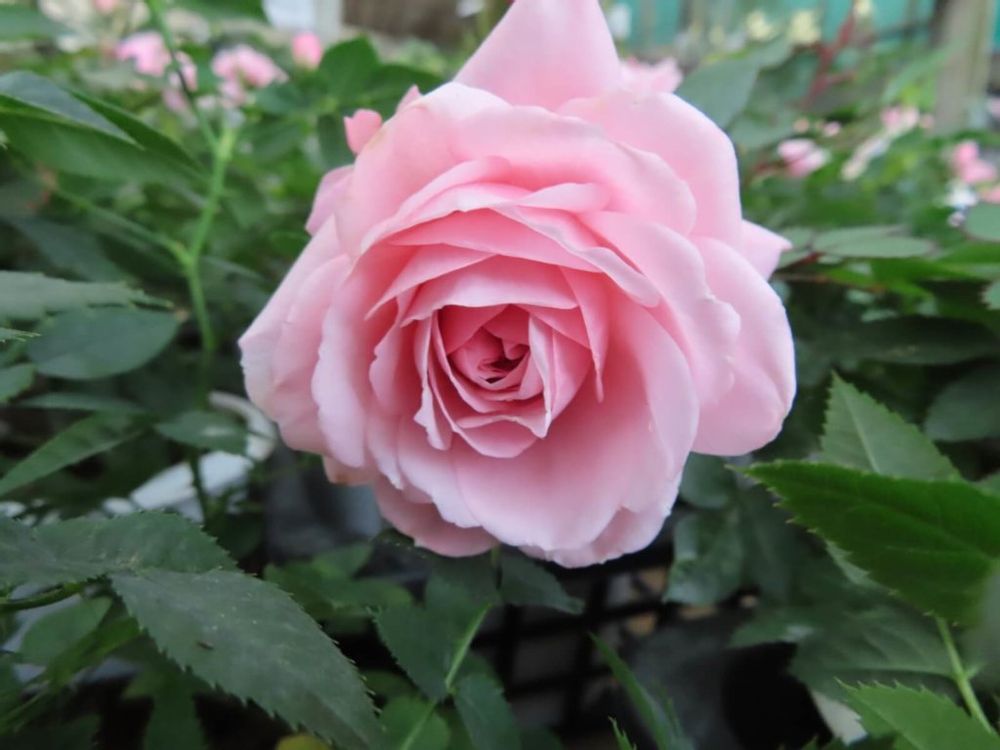 ミニバラ　ピンク色の花