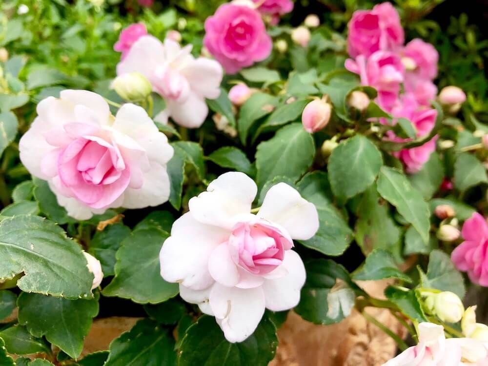 インパチェンス