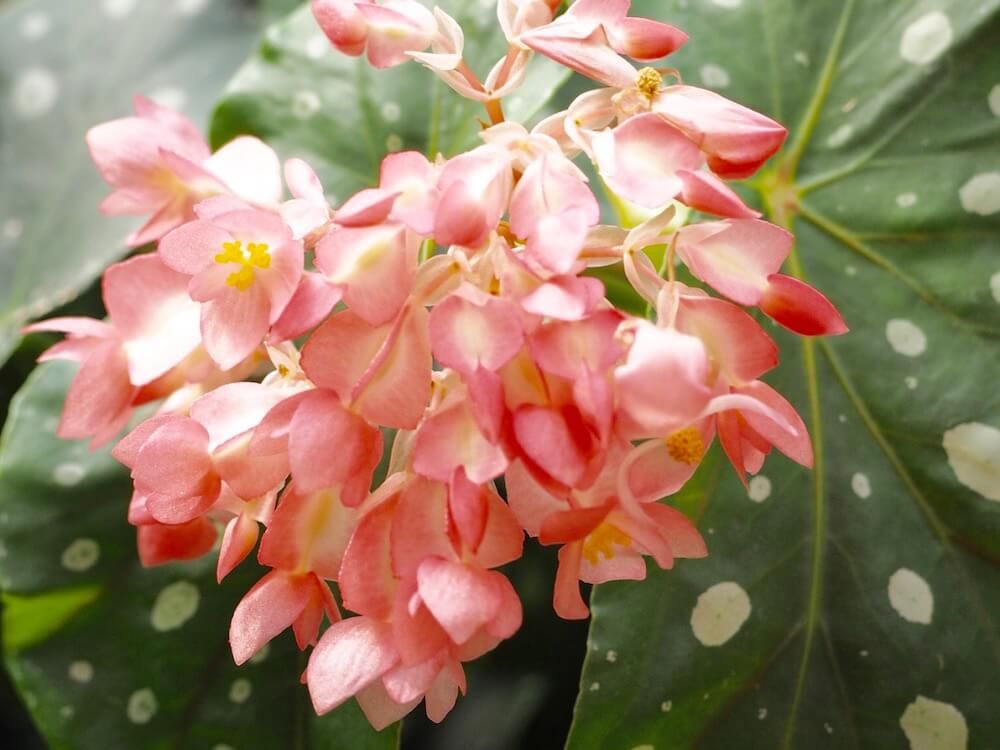 木立ち性ベゴニア