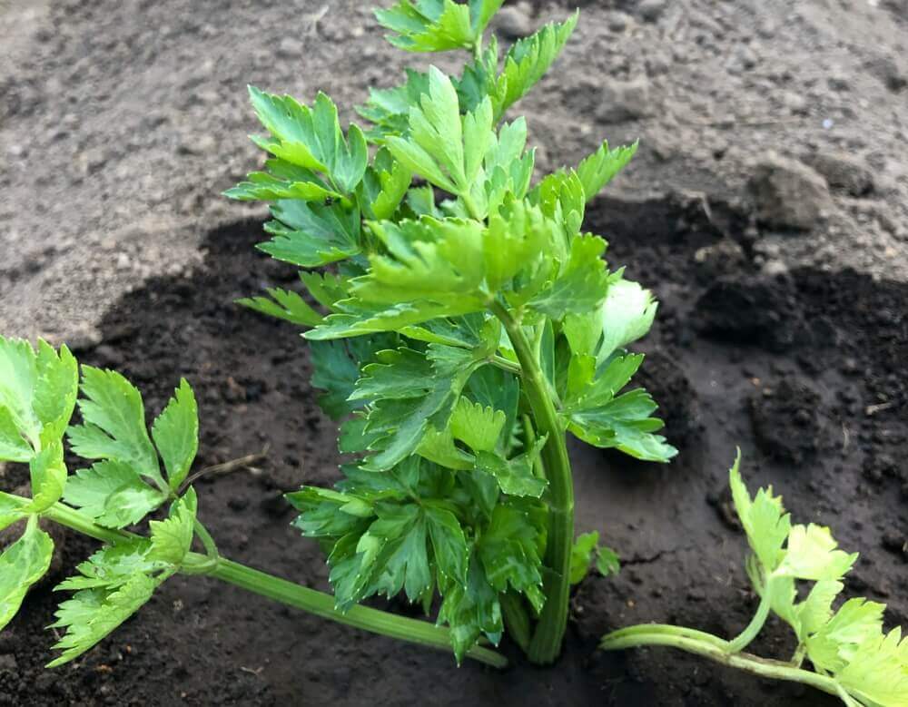 セロリの栽培 育て方 植え付けや収穫の時期 増やし方は Greensnap グリーンスナップ