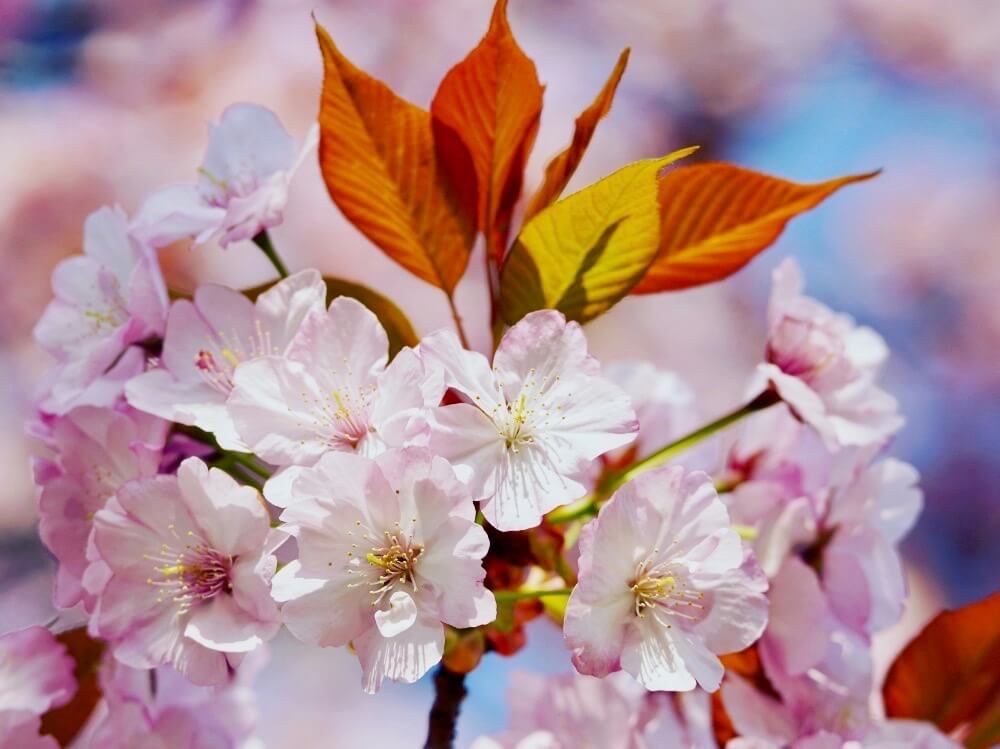 オオヤマザクラ　大山桜　蝦夷山桜