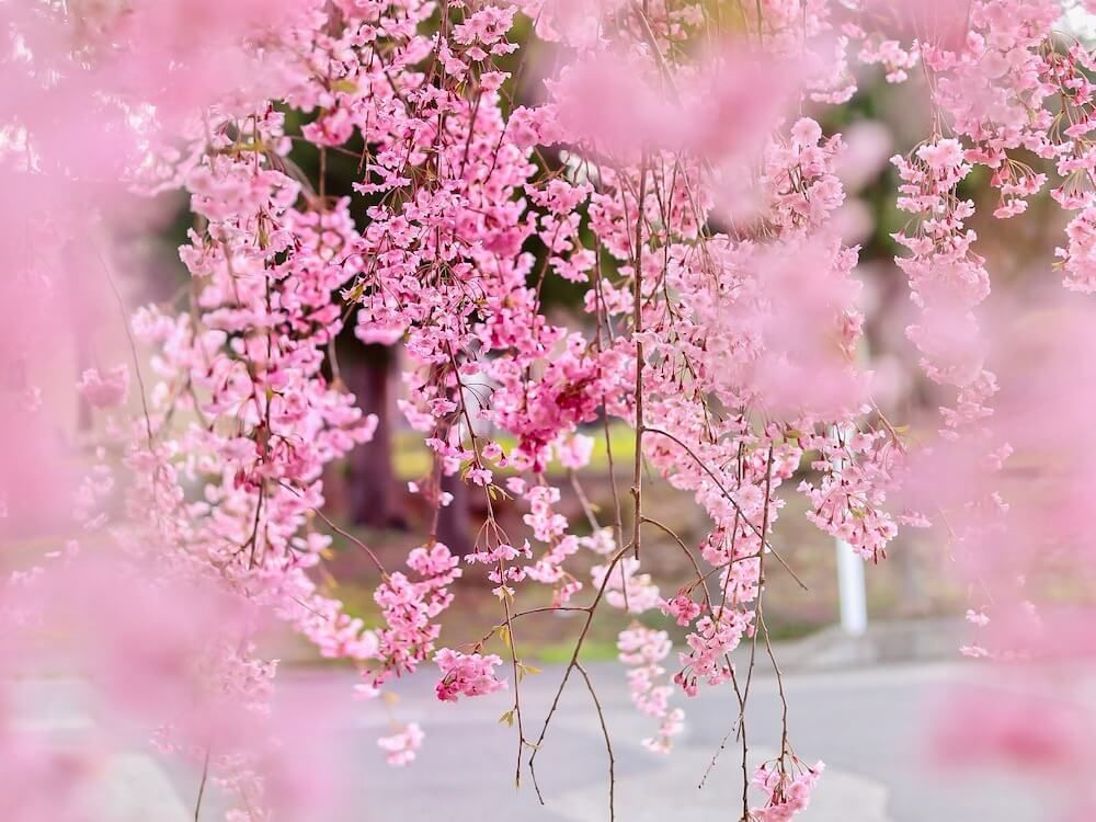 枝垂れ桜　シダレザクラ　ピンク色の花