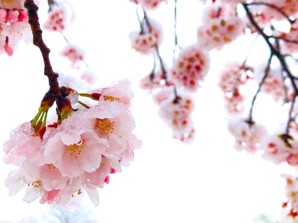 早咲きの桜　カンザクラ