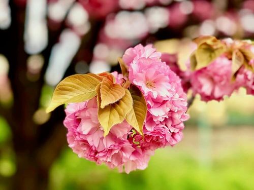エディブルフラワーとは 栽培方法と食べられる花の種類13選 Greensnap グリーンスナップ