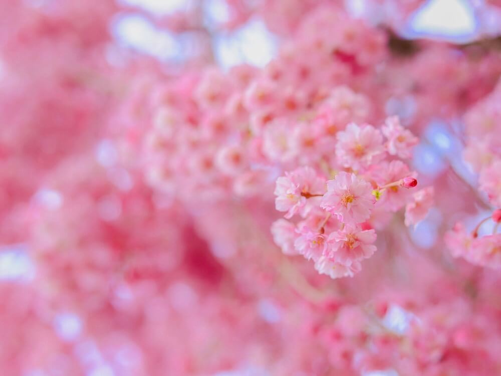 桜の種類 品種まとめ 名前や特徴は 起源や原産地は日本じゃない Greensnap グリーンスナップ