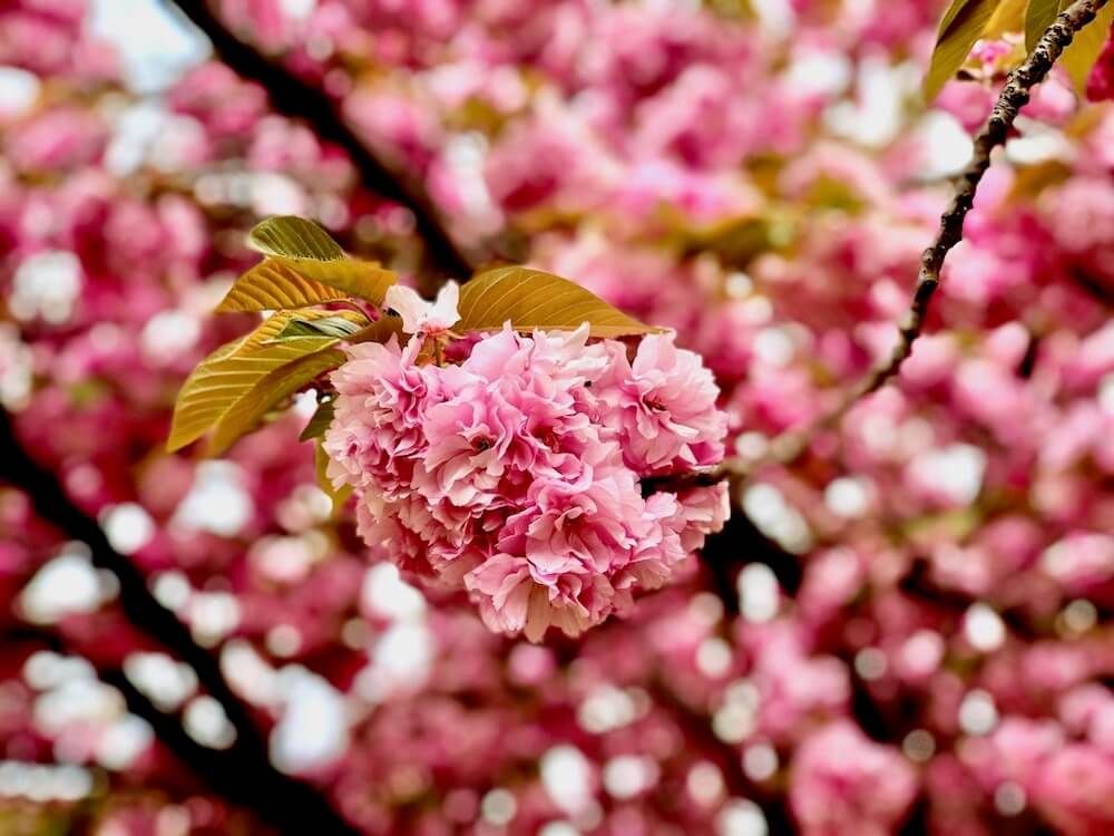 八重桜　ヤエザクラ　関山