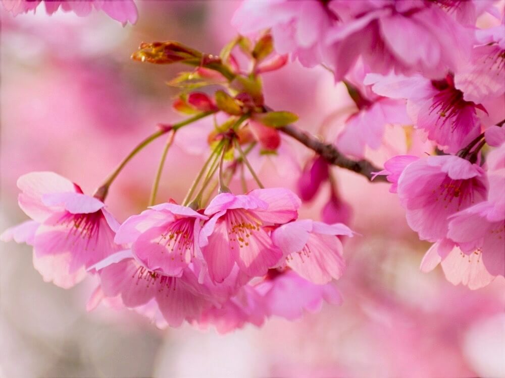 宜しくお願い致します桜ピンク色  花苗