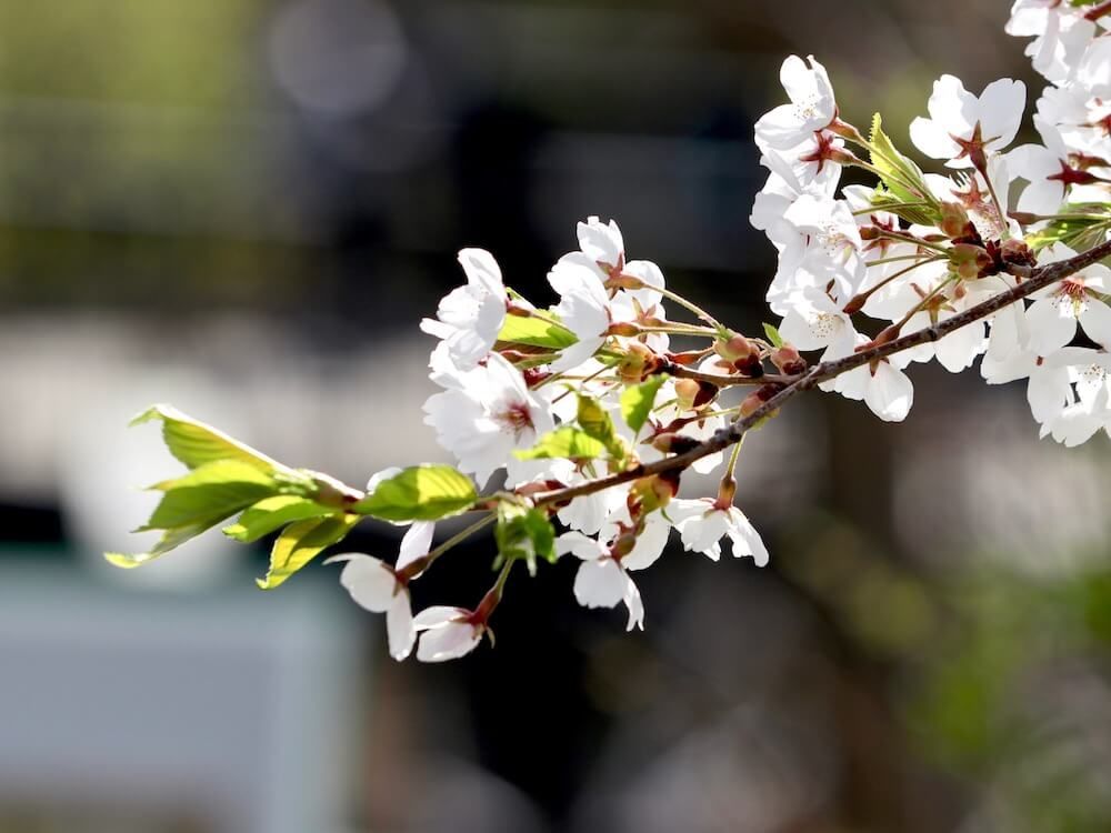 霞桜　カスミザクラ