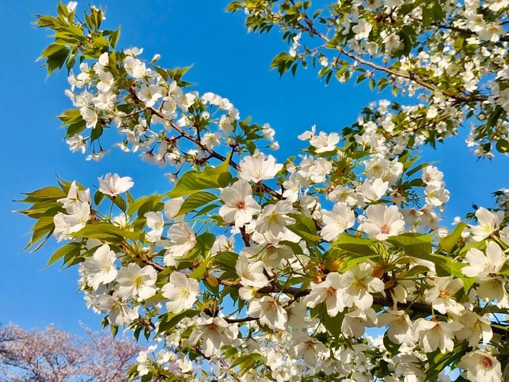 桜の種類のまとめ それぞれ開花時期はいつ 早咲きの品種は Greensnap グリーンスナップ