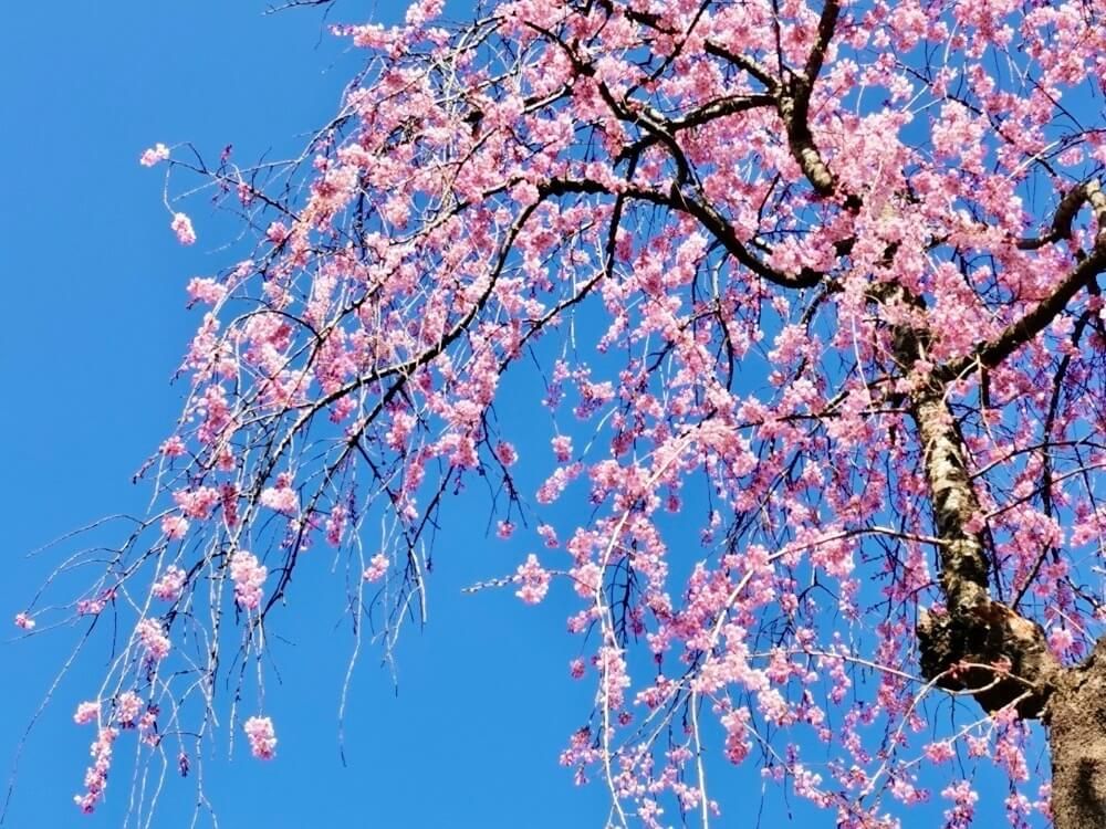 枝垂れ桜　シダレザクラ