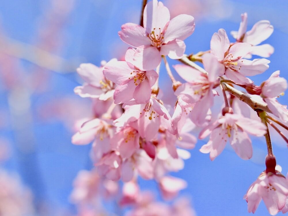 桜の種類のまとめ それぞれ開花時期はいつ 早咲きの品種は Greensnap グリーンスナップ