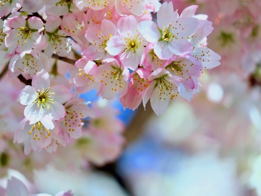 マメザクラ　豆桜