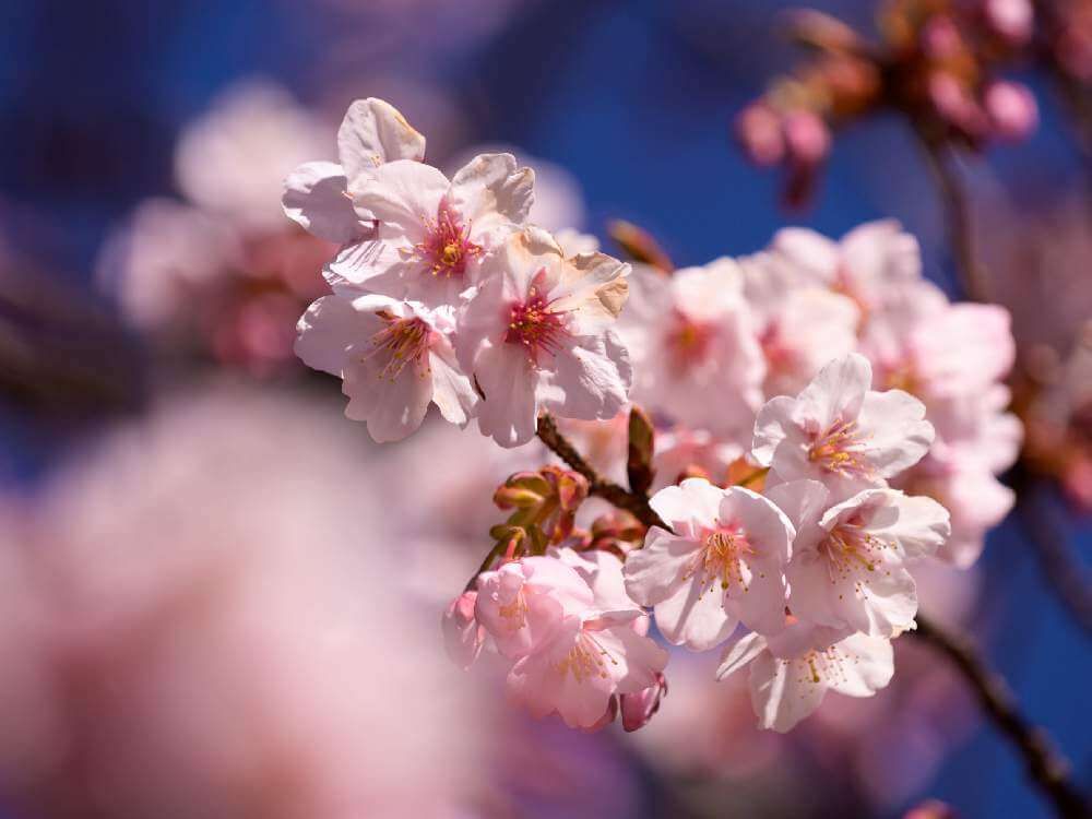 寒桜　カンザクラ
