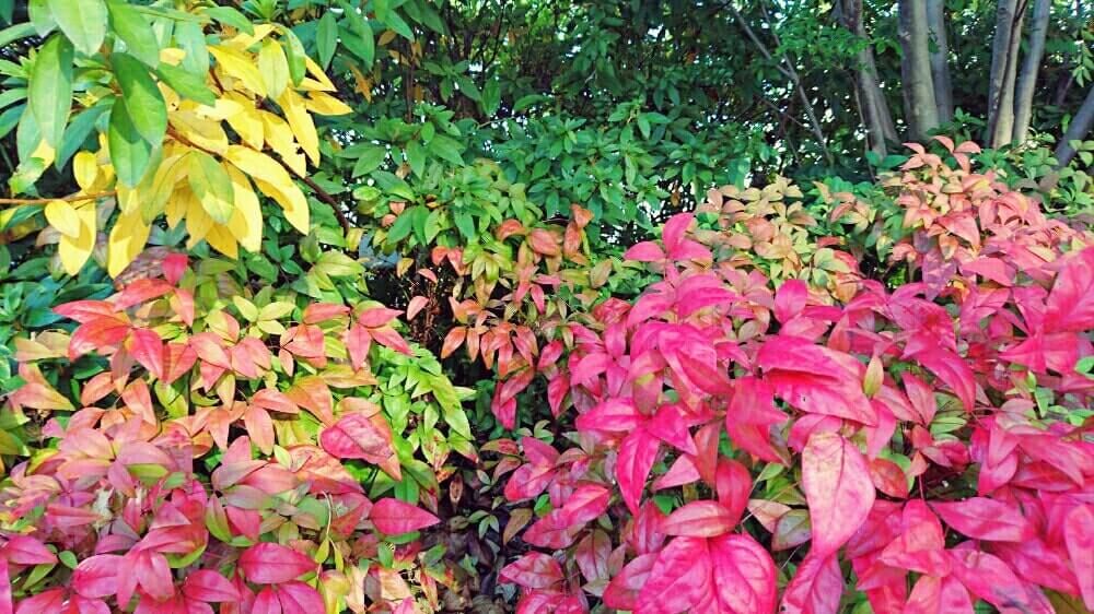 オタフクナンテン