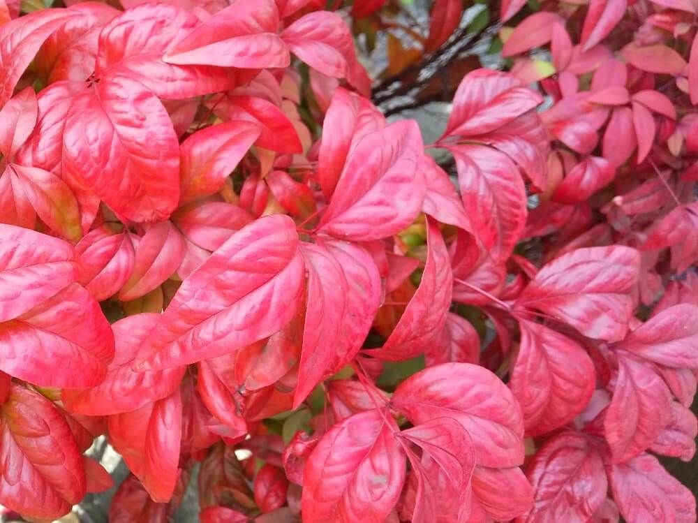 オタフクナンテン