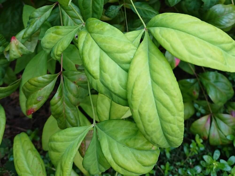 オタフクナンテン