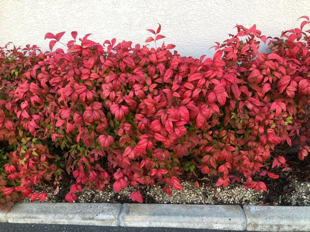 オタフクナンテン