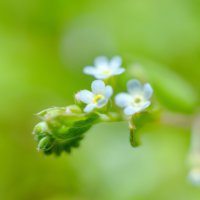 キュウリグサの育て方｜どんな花を咲かせる？その特徴は？の画像