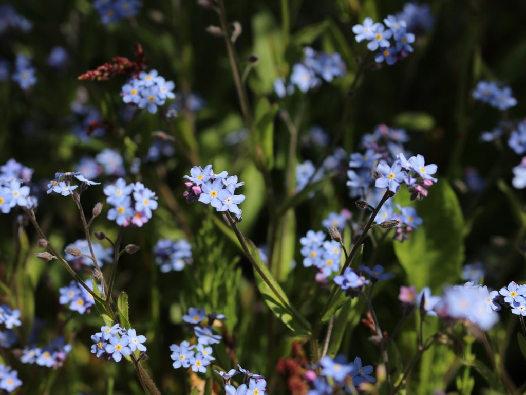 キュウリグサ　青い花