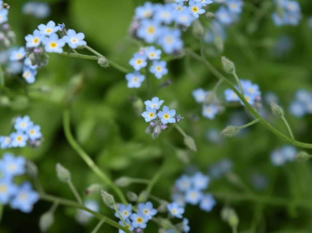 キュウリグサ　青い花