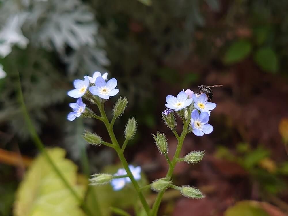 キュウリグサ　青い花