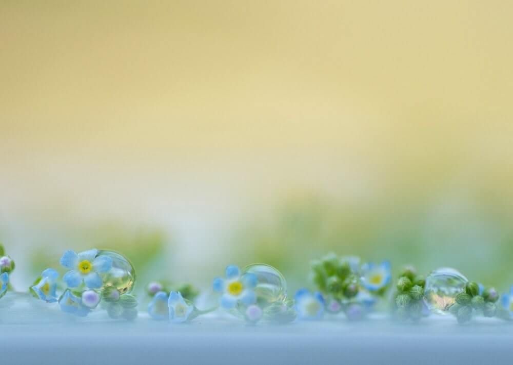 キュウリグサ　青い花　水滴