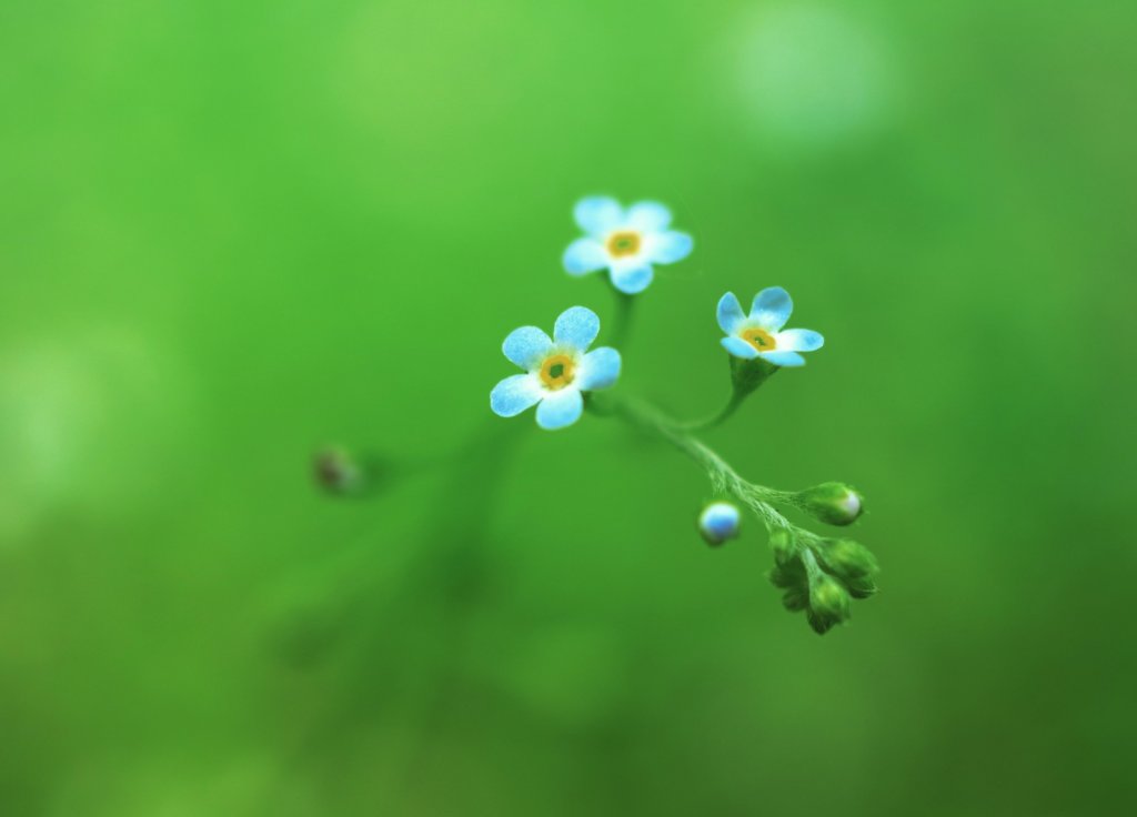 キュウリグサ　青い花