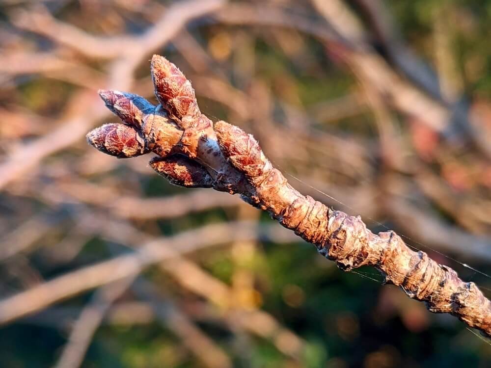 桜の木の剪定 樹齢別の時期 方法は 切る枝の種類 切ったあとの手入れは Greensnap グリーンスナップ