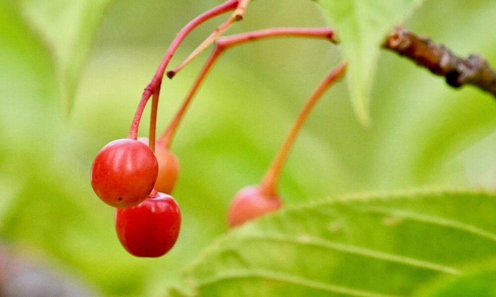 ソメイヨシノ 染井吉野 ってどんな桜 寿命や発祥の地は 自分で増やせる Greensnap グリーンスナップ