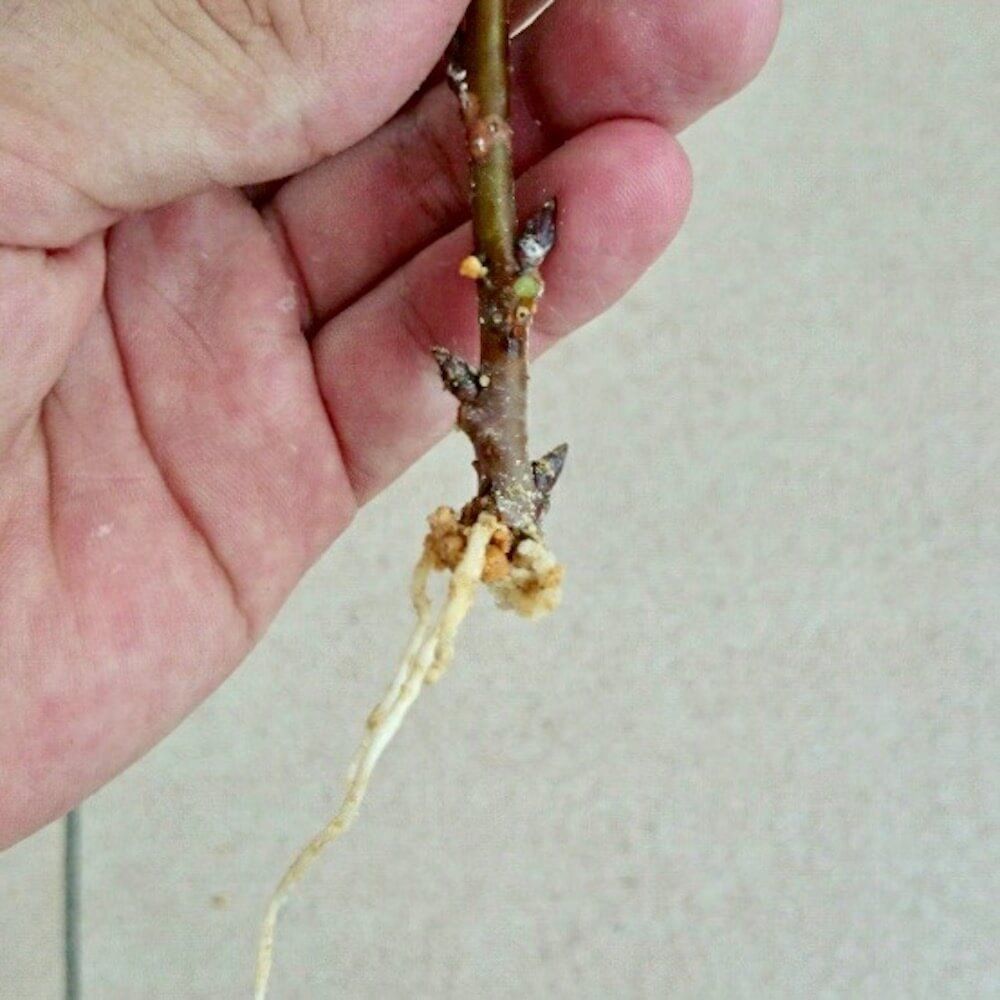 桜　挿し木