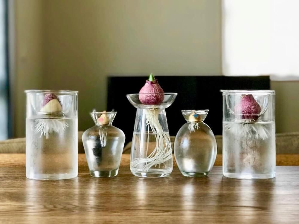 ヒヤシンス　球根