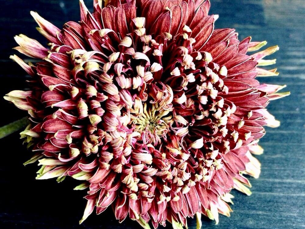 ガーベラ　ドライフラワー