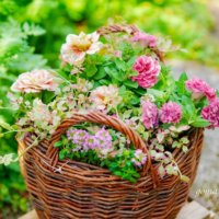 寄せ植えの作り方！基本知識とおしゃれにつくるコツとは？の画像