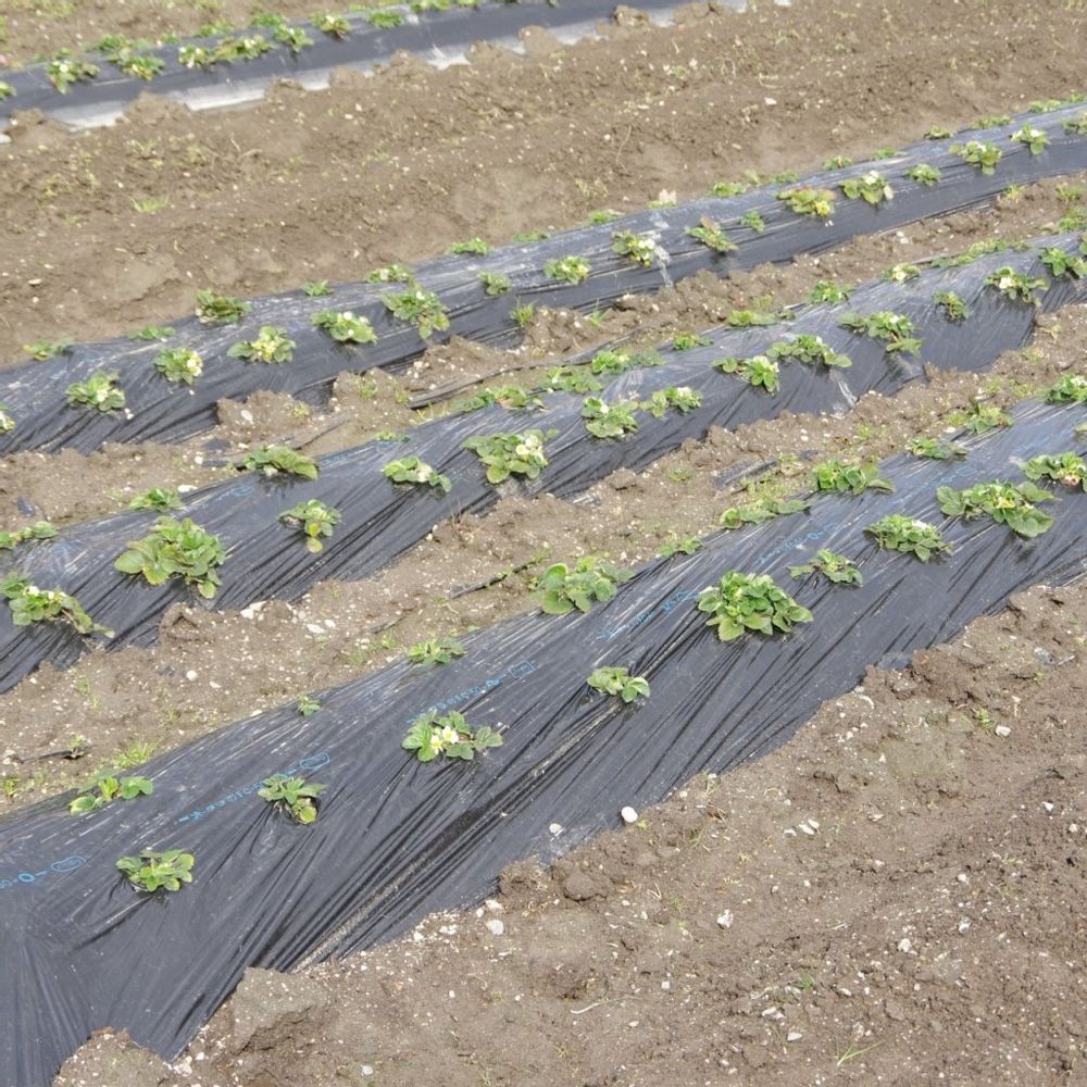ビニールマルチング