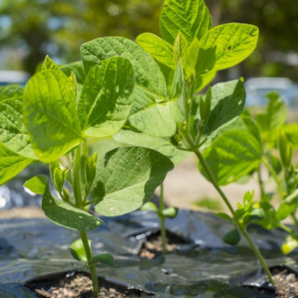 豆の苗　マルチング