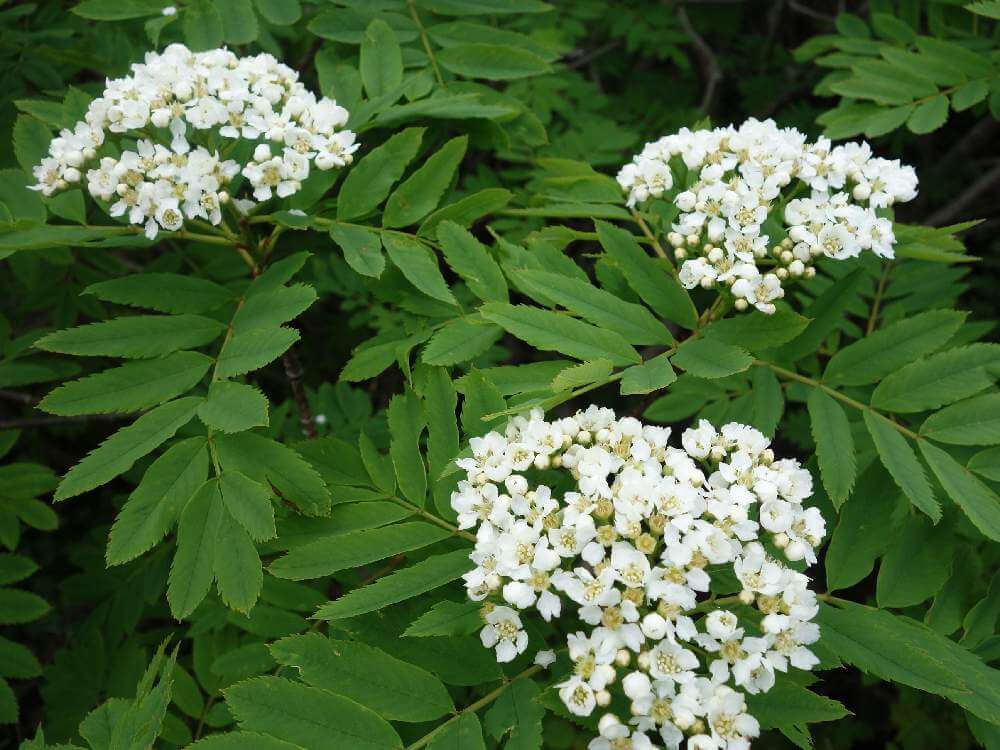 ナナカマドの育て方 植え付けや植え替え 紅葉の時期は Greensnap グリーンスナップ