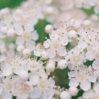 ナナカマドの育て方｜植え付けや植え替え、紅葉の時期は？の画像