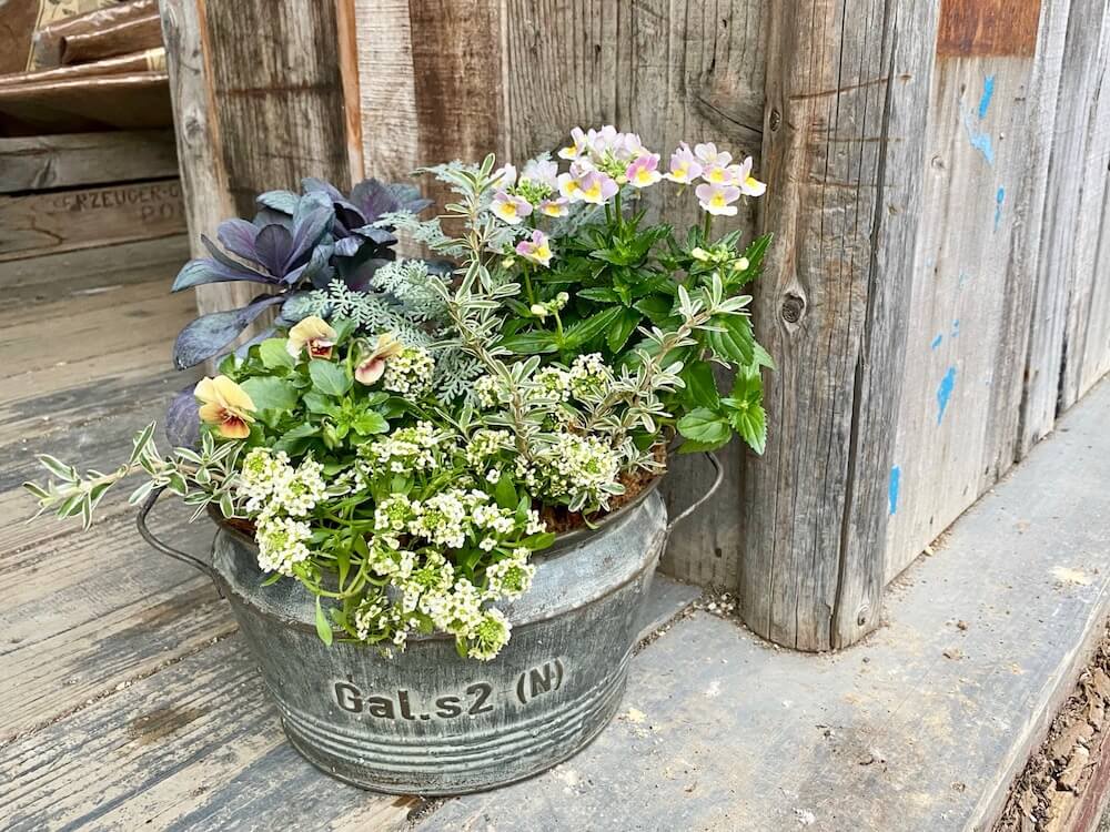 センスのいい寄せ植えをつくる4つのコツ 花と鉢の組み合わせ方とは Greensnap グリーンスナップ