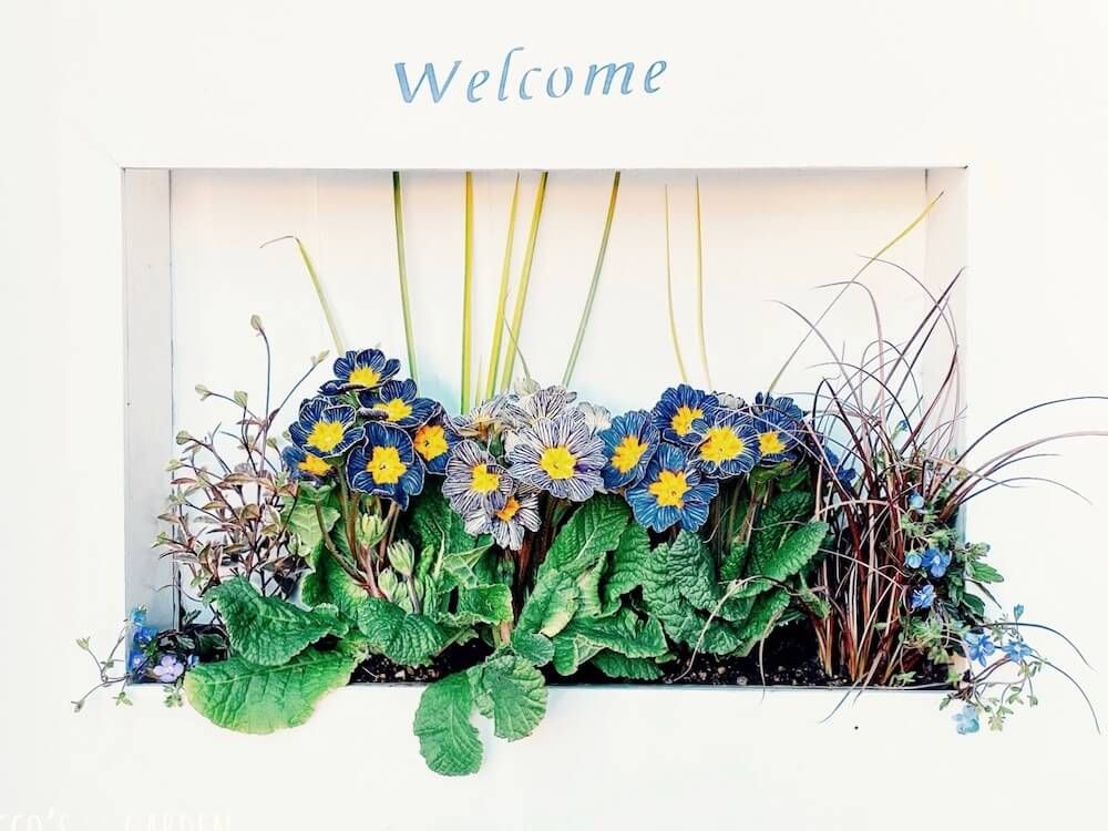 センスのいい 寄せ植え　プリムラ