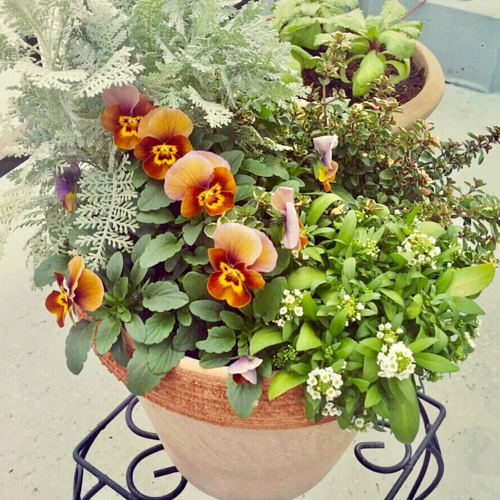 センスのいい寄せ植えをつくる4つのコツ 花と鉢の組み合わせ方とは Greensnap グリーンスナップ