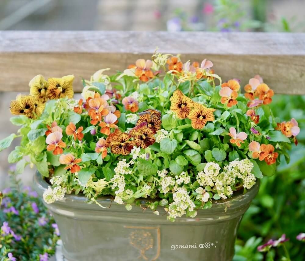 センスのいい　寄せ植え　ビオラ　パンジー