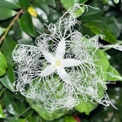 カラスウリ 烏瓜 の花言葉 花の不思議な特徴や種類は Greensnap グリーンスナップ